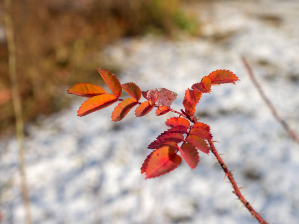 ice on red autumn rosehip leaves close up