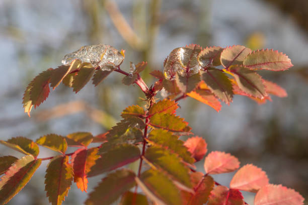 Close shot of dog rose leaves in winter, covered with hoarfrost.