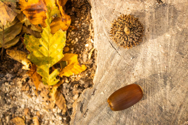 A close-up of an acorn and leaves resting on a weathered tree stump. The autumn colors of yellow and brown add warmth to the natural scene, highlighting the textures of the acorn and bark.