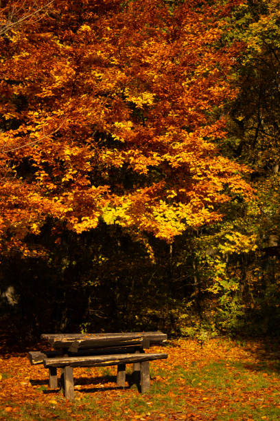 istock autumn picnic area under orange foliage 2183404327