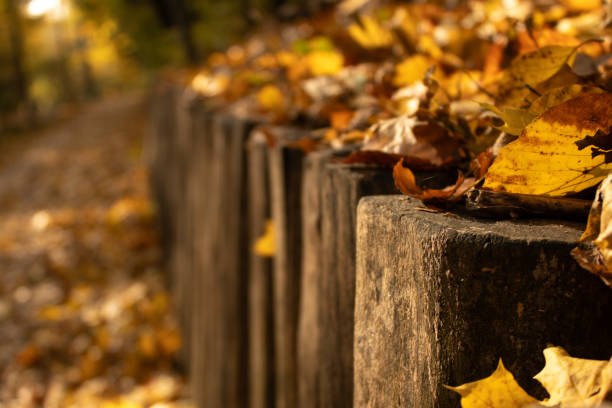 Close-up of autumn leaves lying on top of a row of wooden posts, leading into a blurred background of trees. The image captures the earthy textures and colors of the fall season.
