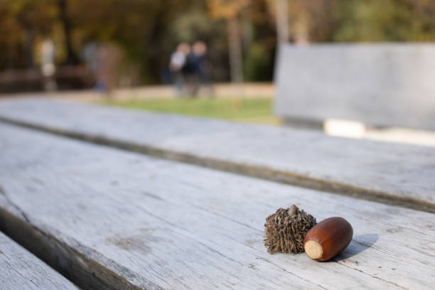 Acorn Oak tree Acorn cap