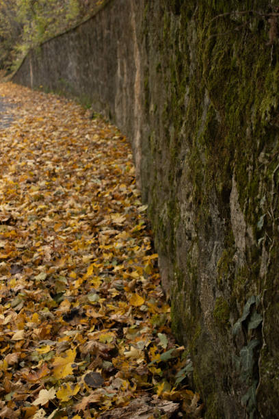 A stone wall covered in patches of green moss and fallen autumn leaves along a forest path, creating a rustic and natural atmosphere.
