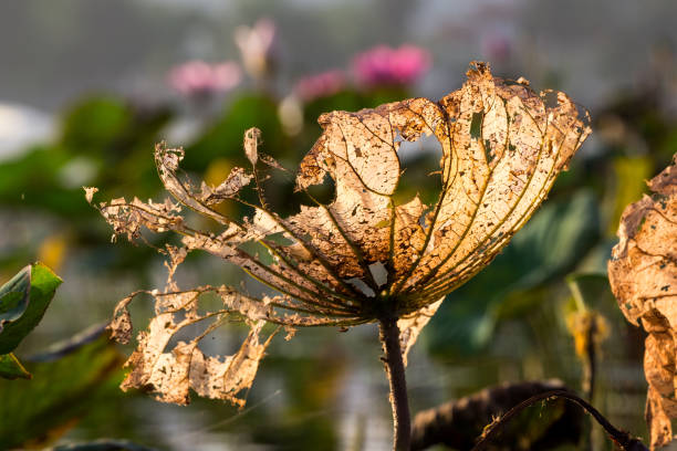 Lotus leaves damage from pest