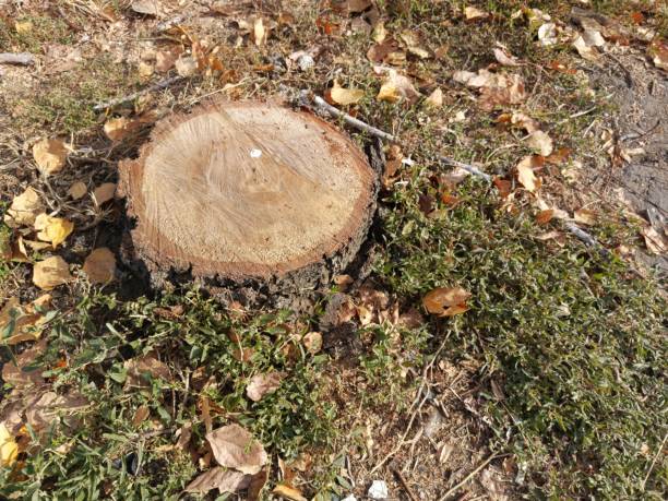 Tree stump in the park close-up in autumn. Cut down tree in the sun's rays. Background, space for text.