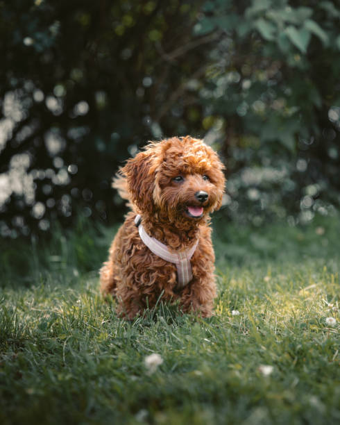 istock Brown maltipoo puppy 2183411457
