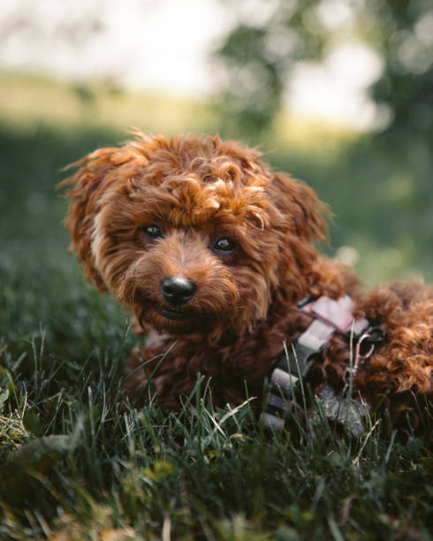 istock Brown maltipoo puppy 2183411460