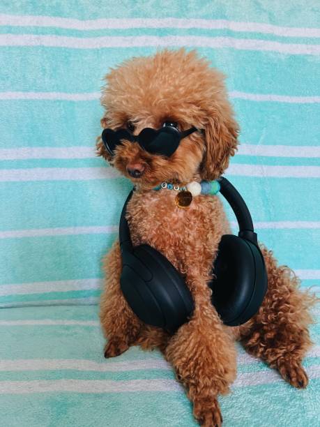 istock Stylish beats with a poodle vibe 2183411978