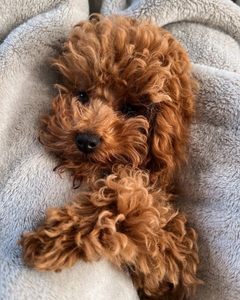 istock Cozy cuddles with a fluffy poodle 2183412031