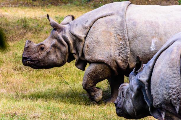 istock Giant African white Rhinoceros grazing grass 2183413327