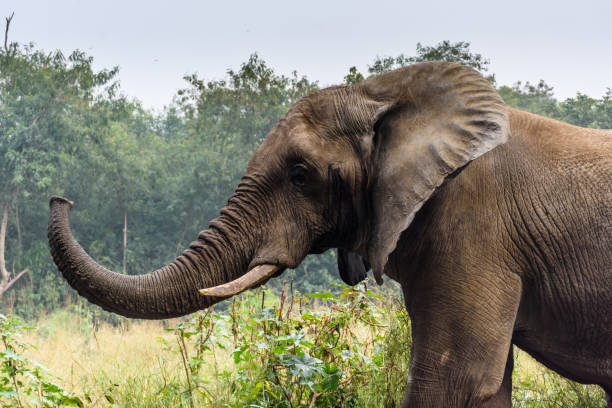 istock Close up of an African Elephant 2183413880