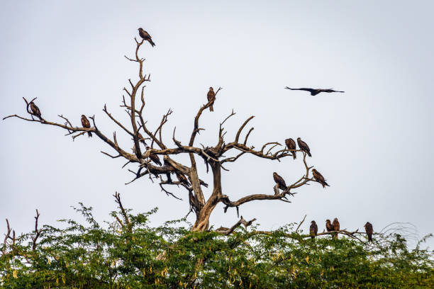 istock Flock of eagles resting on the tree 2183413895