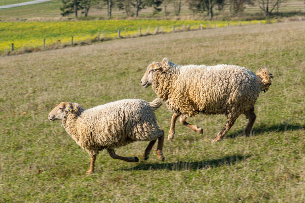 istock Herd of sheep grazing on pasture 2183415430