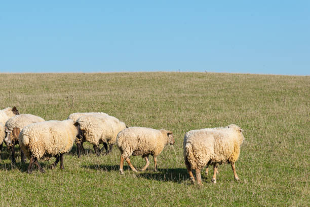 istock Herd of sheep grazing on pasture 2183415501