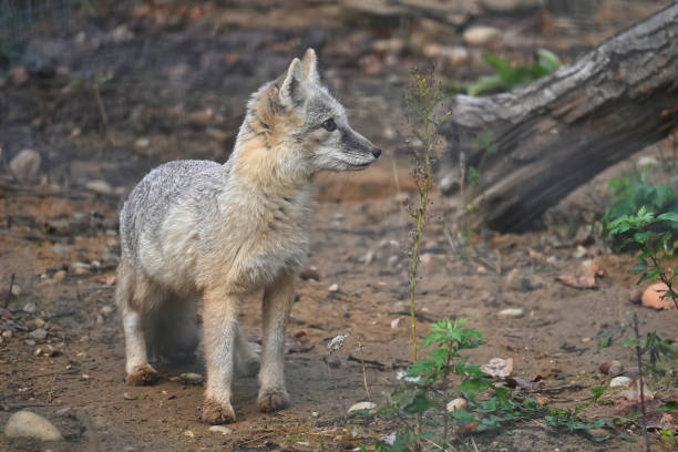 istock Corsac fox in natural habitats among forest vegetation 2183415986