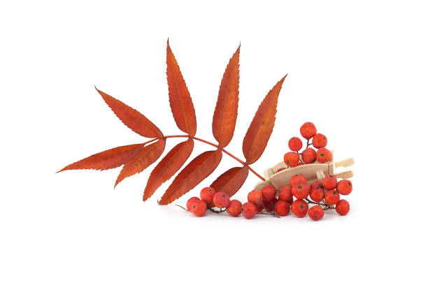 An arrangement of red rowan berries and autumn leaves on a white background, capturing the essence of fall with rich colors and natural beauty
