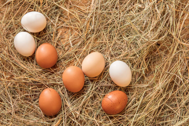istock Fresh chicken eggs in the hay nest 2183418026