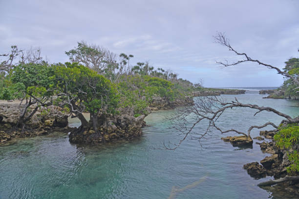 istock Lagoon with mangrove and sea water 2183421364