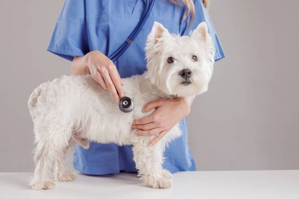 istock Veterinarian Examining a Small White Dog 2183423221