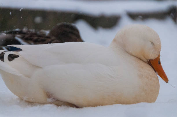 istock Duck in winter along the leie river 2183423507