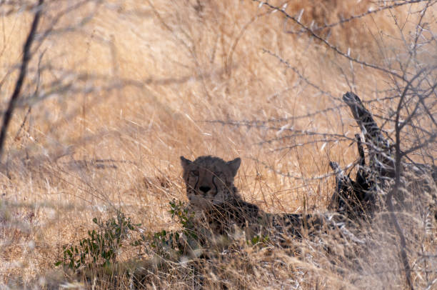 istock Cheeta hiding in the Bushes 2183423524