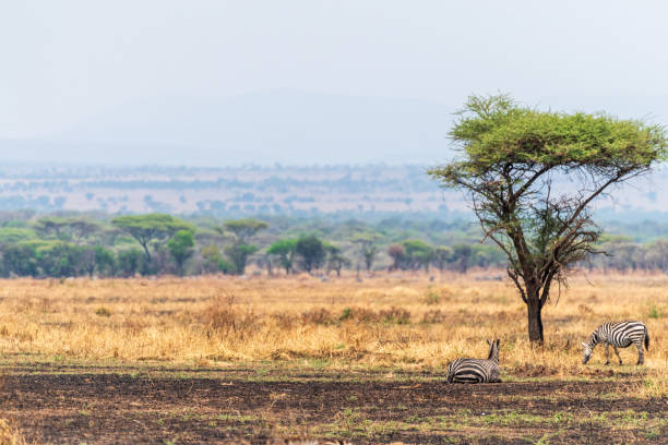 istock Zebra in the Serengeti 2183423573