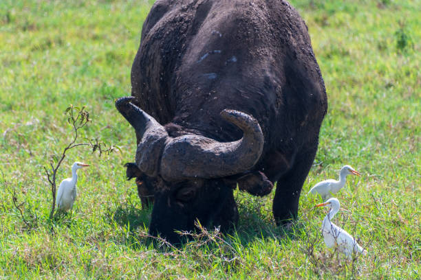 istock Bufalo in Lake Nakuru National Park 2183423588