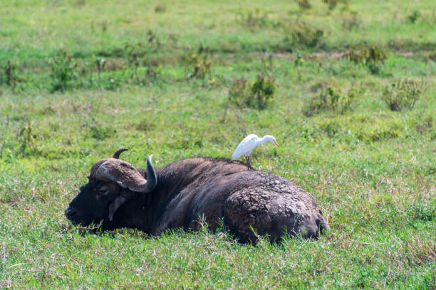 Bufalo in Lake Nakuru National Park