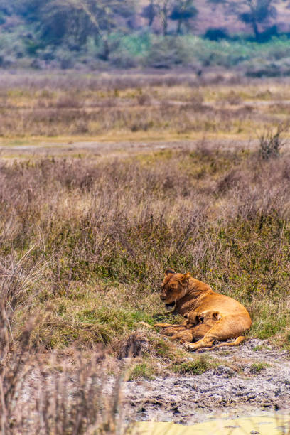 istock Lion Cubs in the Ngorogoro Crater 2183423596