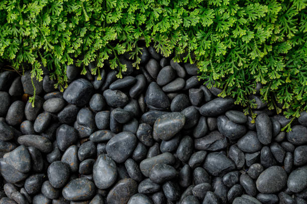 Black river rocks pebbles stone with green fern moss for nature background copy space for text.