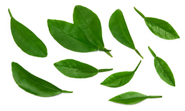 istock citrus leaves isolated on white background. top view. clipping path 2183425767