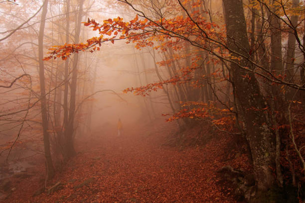 istock Foggy in montseny mountain 2183428328