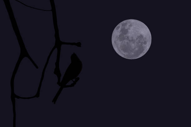 Full moon with bird and tree branch silhouette in the night.