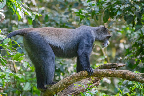 istock A black and white Bearded monkey, Arusha National Park, Tanzania 2183432477