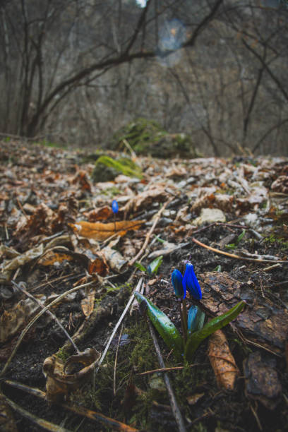 Vibrant blue wildflowers emerge from the forest floor, adding color to the earthy tones of fallen leaves and twigs in a peaceful woodland setting.