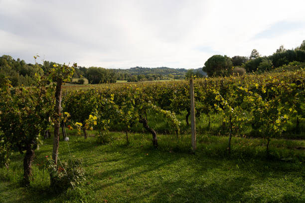 istock Grapes bushes at winery. Toscany. Italy 2183434736