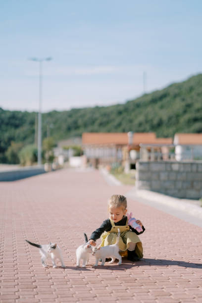 istock Little girl petting fluffy white kittens while squatting on paving stones 2183437023