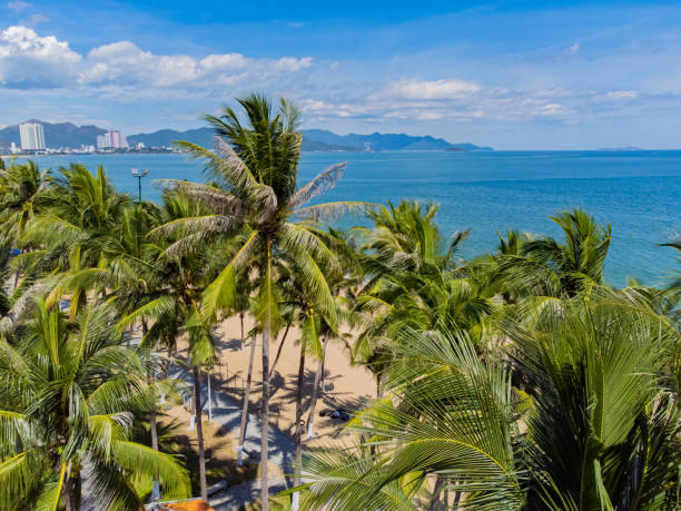 istock Palm trees in the tropics. 2183439358