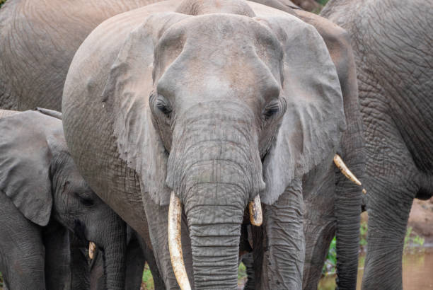 A group of elephants is standing together, looking at the camera