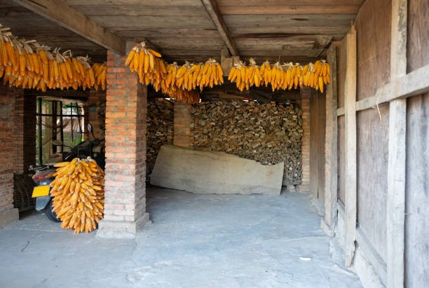 Row of dried corn stalks aagainst a log wall