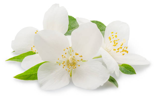 istock Delicate jasmine flowers isolated on white background. File contains clipping paths. 2183440032