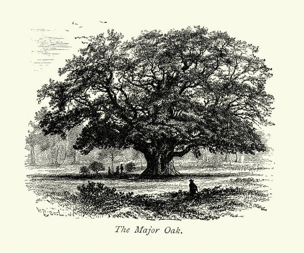Ancient trees of England, The Major Oak, Sherwood Forest, According to local folklore, it was Robin Hood's shelter where he and his merry men slept, Victorian art, 19th Century 1870s Ancient trees of England, The Major Oak, Sherwood Forest, According to local folklore, it was Robin Hood's shelter where he and his merry men slept, Victorian art, 19th Century 1870s sherwood forest illustrations stock illustrations