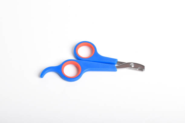 istock Pet claw clipper. Cat and dog nail clipper 2183443504