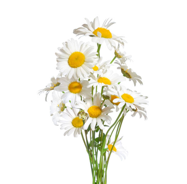 istock Bouquet  of Chamomiles isolated on a white background. Ox-Eye Daisy. Selective focus 2183443516