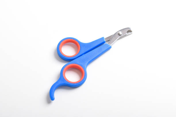 istock Pet claw clipper. Cat and dog nail clipper 2183443763