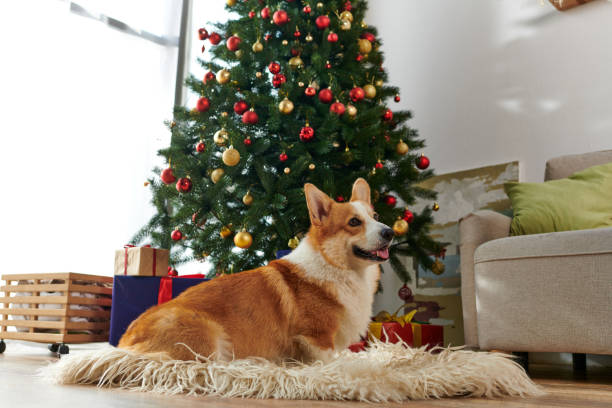 istock Christmas morning with cute Pembroke Welsh Corgi 2183443983