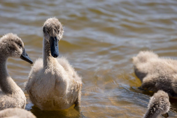 swans in gray down swim on the lake, a new generation of small swans in the river in summer
