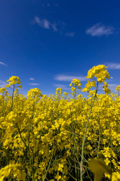 istock beautiful yellow rapeseed flowers in sunny weather 2183444152