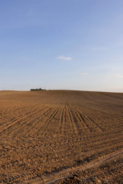 istock sunset in a field with young corn sprouts in a fertile field 2183444155