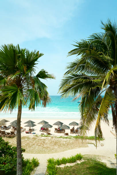 istock Palm trees framing tranquil beach scene with tourists relaxing on sunbeds 2183444374